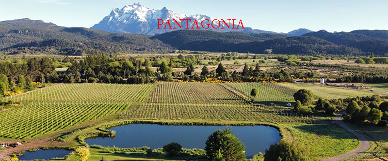 Vùng Rượu Vang Pantagonia Argentina