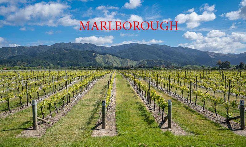 Về Vùng Rượu Vang Marlborough New Zealand
