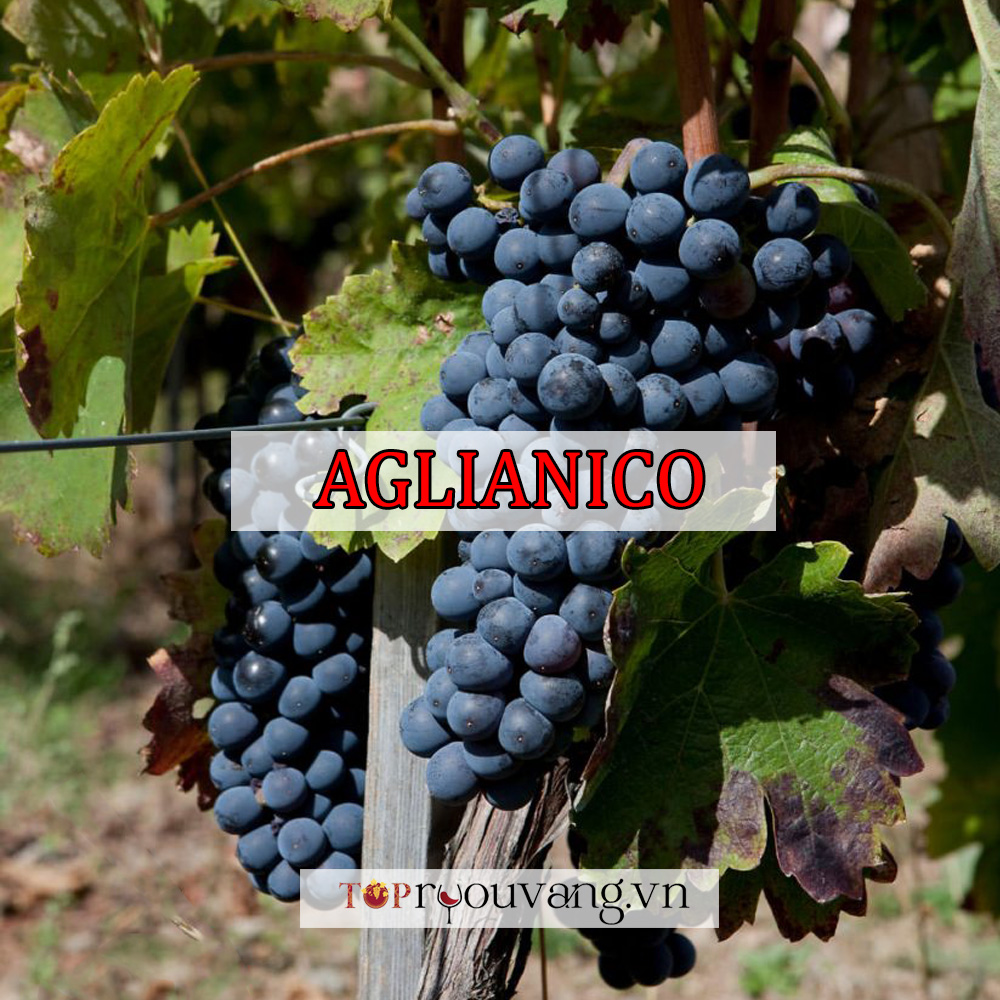 Nho Aglianico