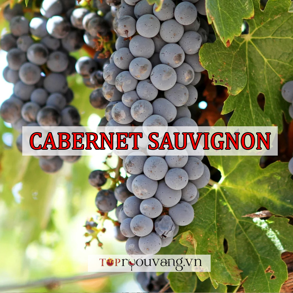 Nho Cabernet Sauvignon