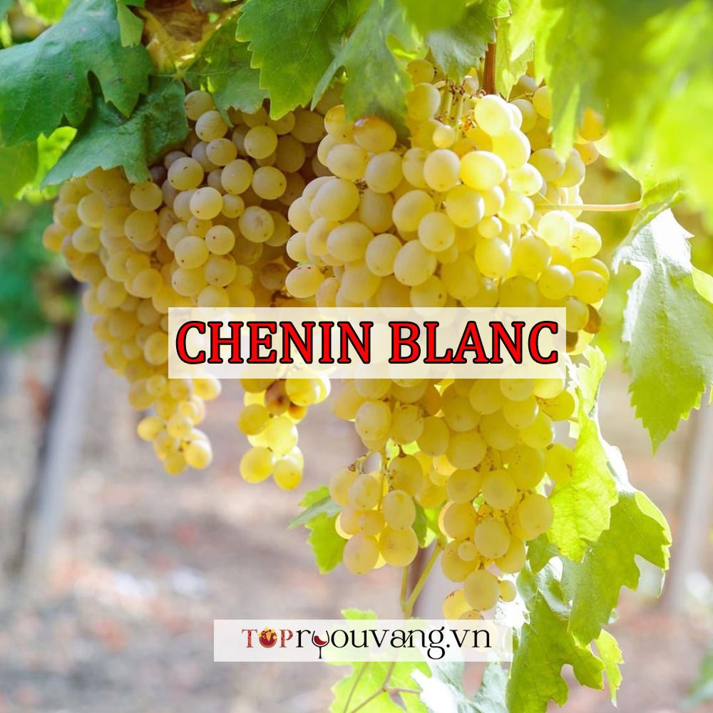 Giống Nho Chenin Blanc