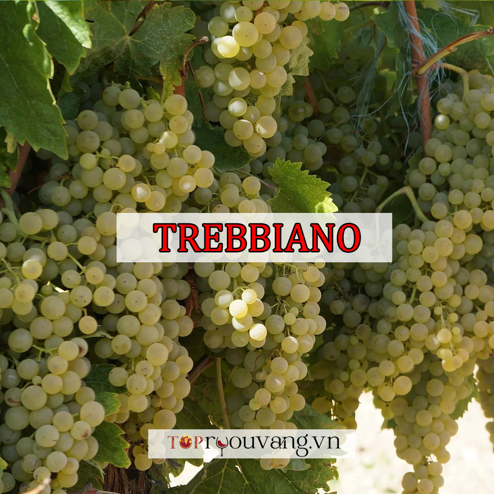 Giống nho Trebbiano