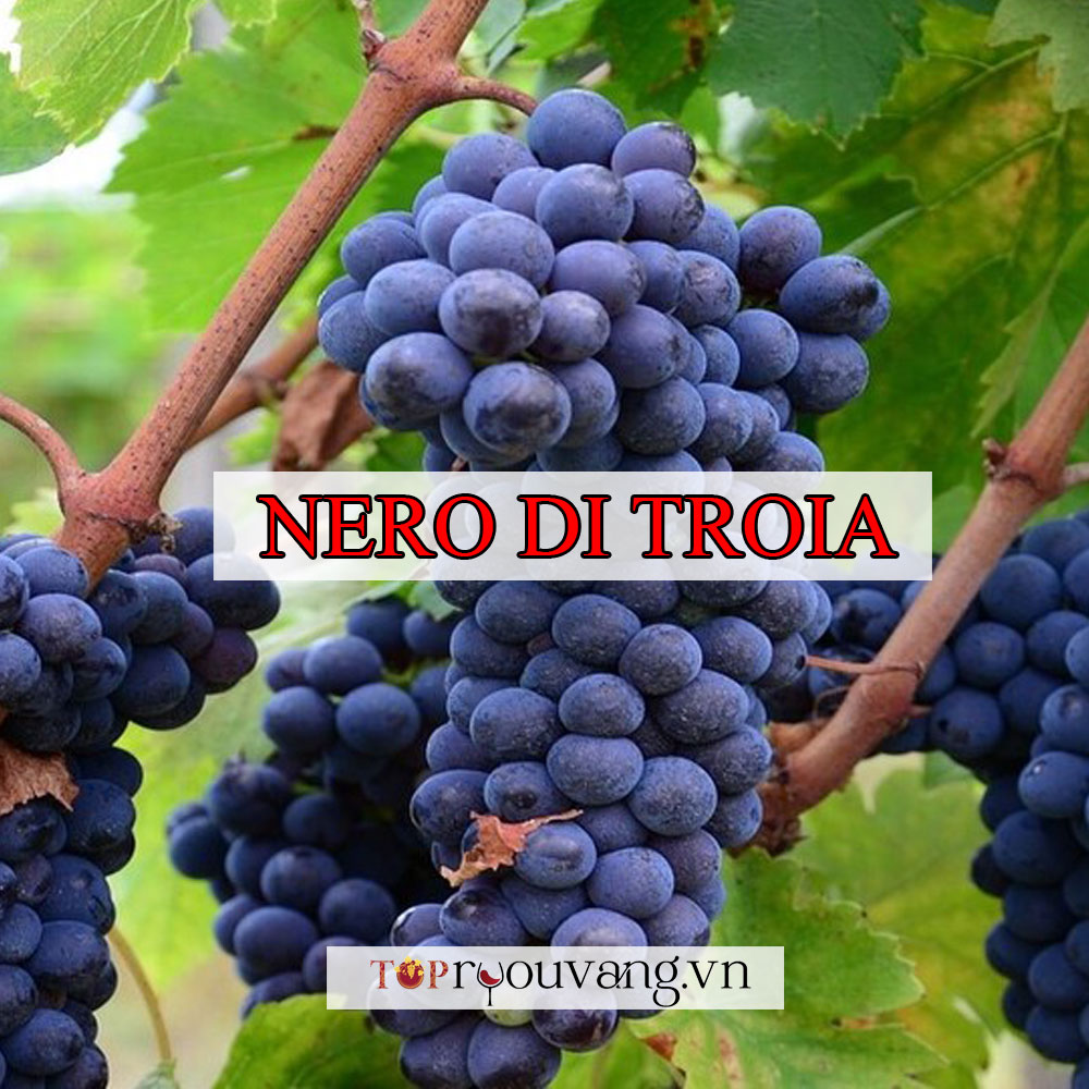 Giống Nho Nero Di Troia