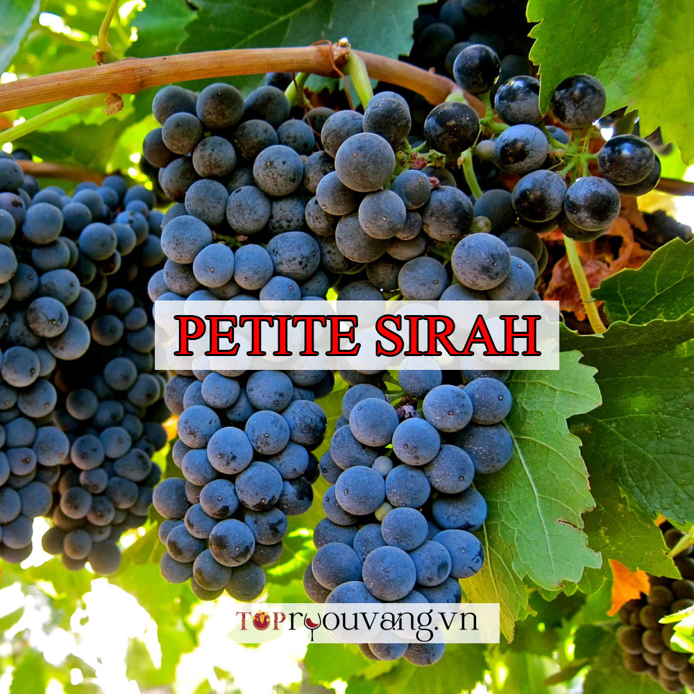 Giống Nho Petite Sirah