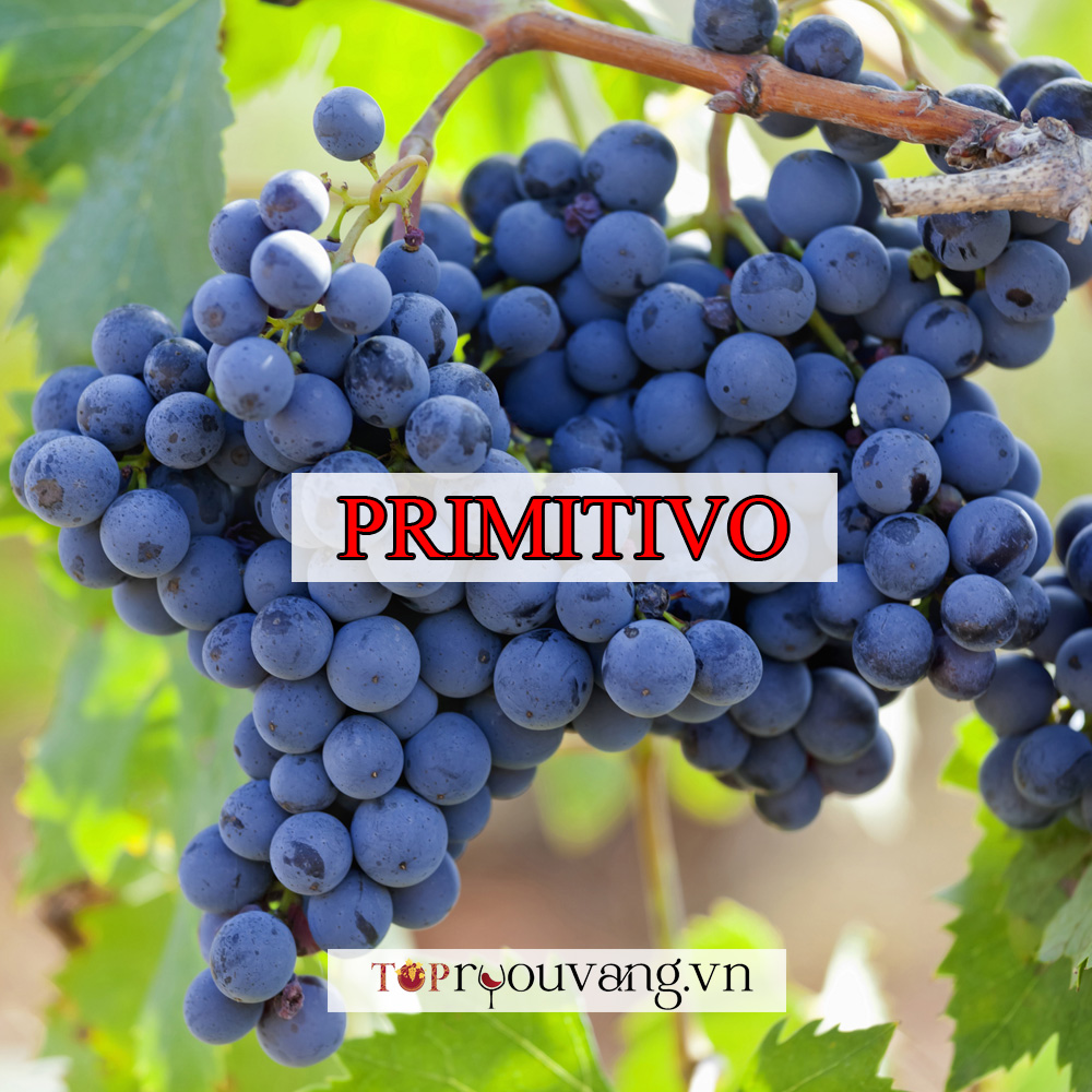 Nho Primitivo