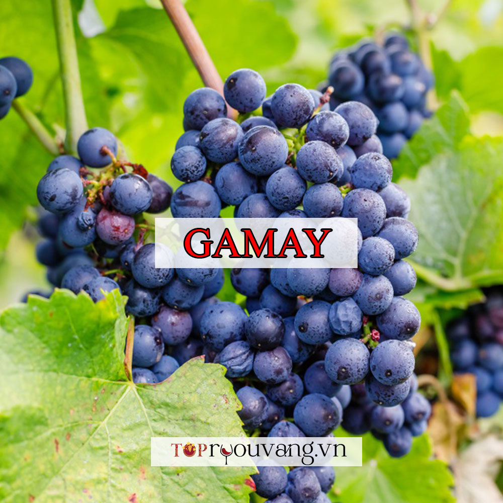 Giống Nho Gamay