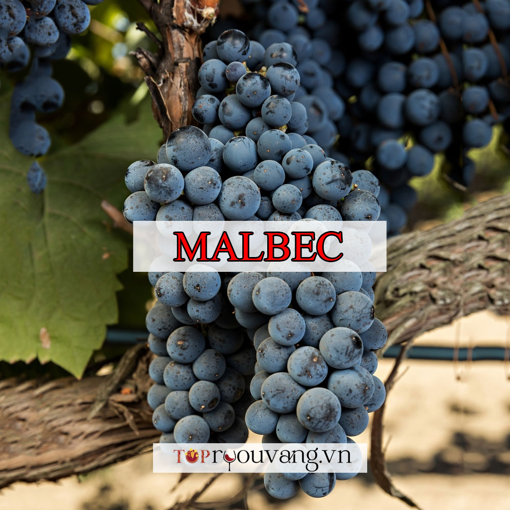 Giống Nho Malbec