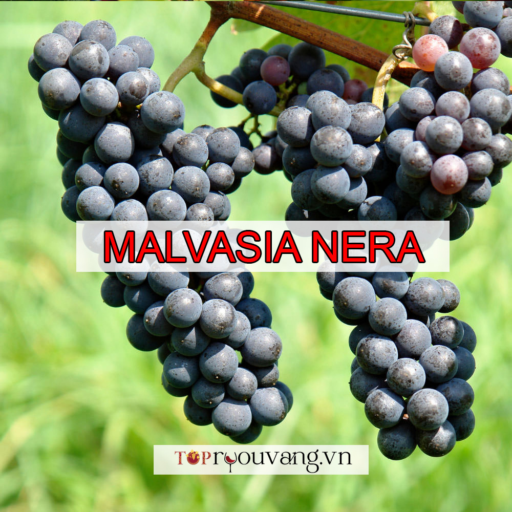 Nho Malvasia Nera