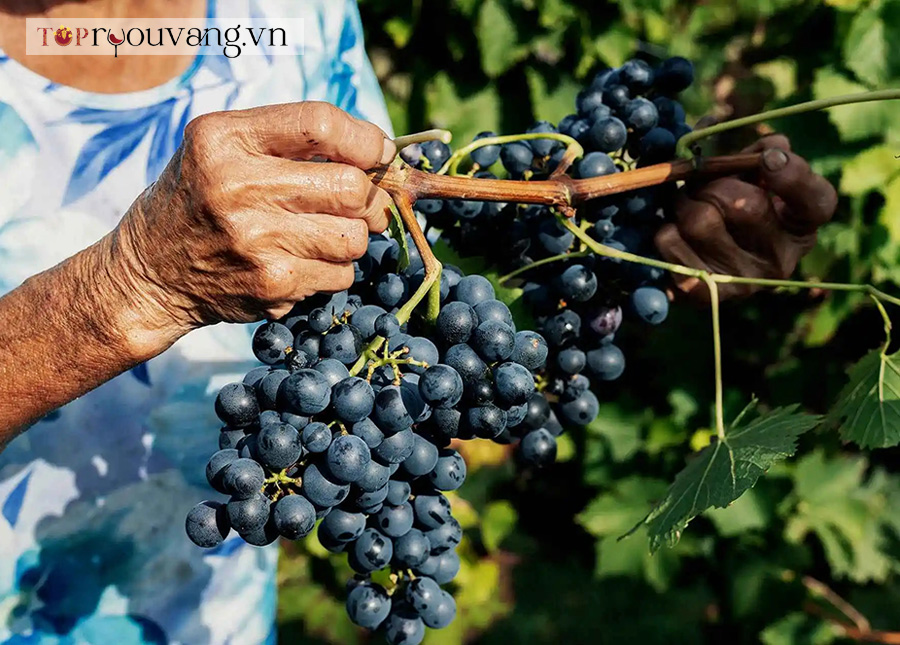 Lịch Sử Ngắn Gọn Của Barbera D'asti