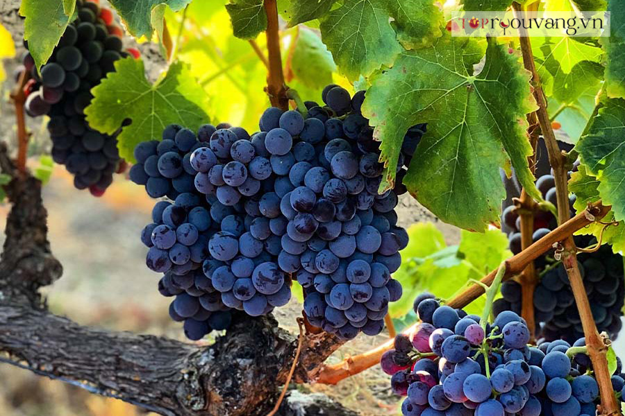 Lịch Sử Tóm Tắt Của Grenache
