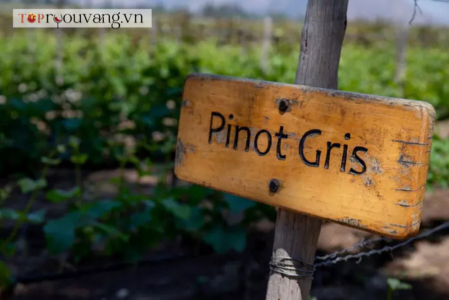 Phong Cách Rượu Vang Pinot Gris