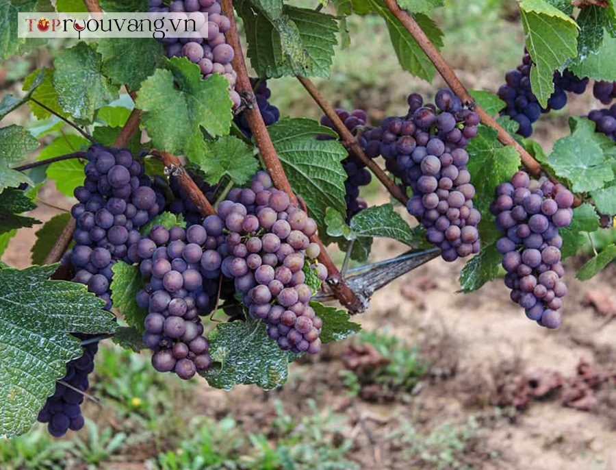Pinot Gris Một Loại Nho Có Nhiều Tên Gọi