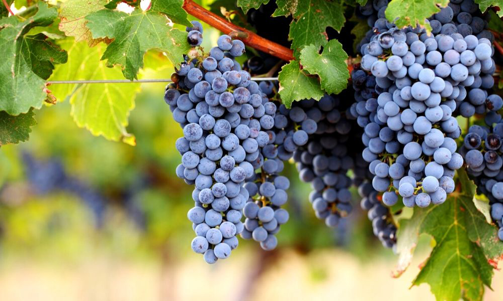 Nho Cabernet Sauvignon 1