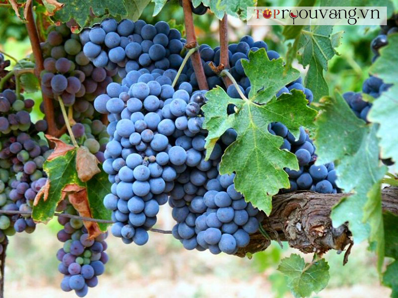 Giống Nho Sangiovese Grosso