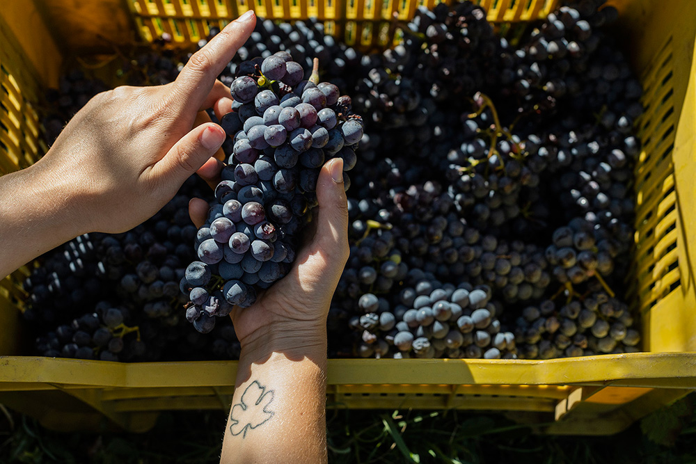 Lịch Sử Ngắn Gọn Của Sangiovese