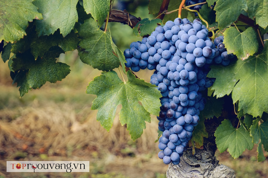 Nebbiolo Một Lịch Sử Ngắn Gọn