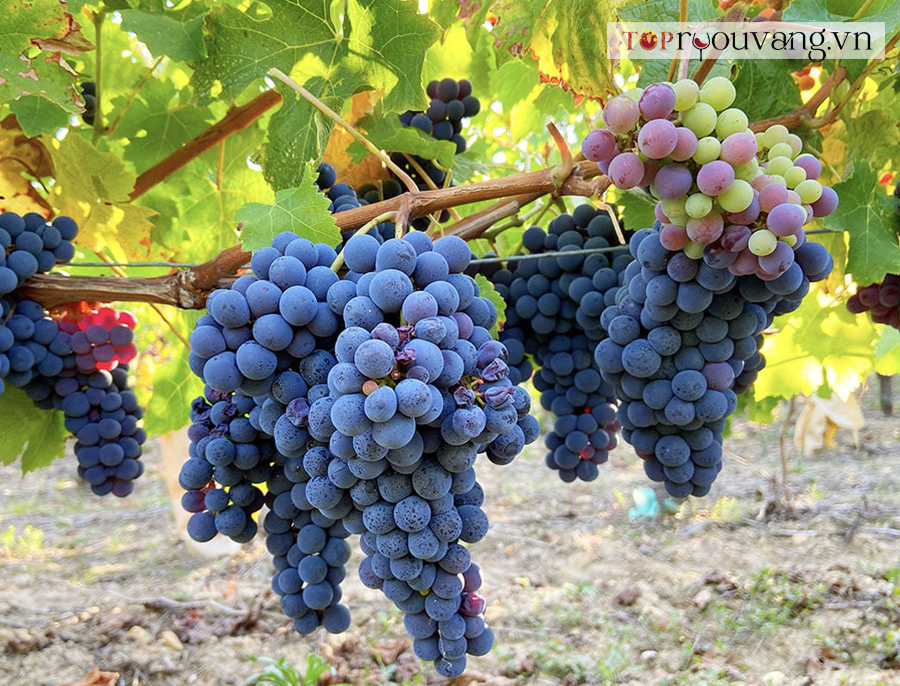 Rượu Vang Cabernet Franc Là Gì