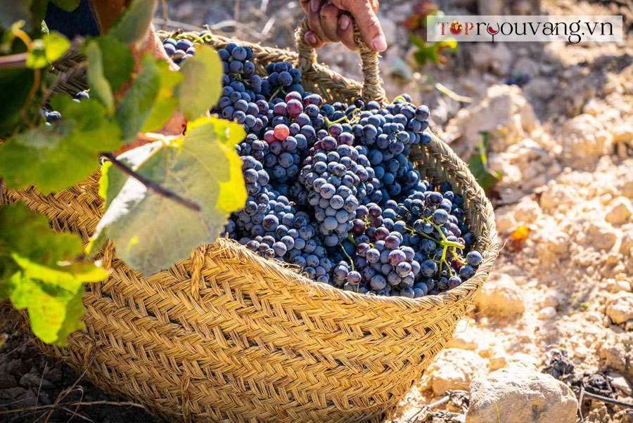 Rượu Vang Tempranillo Là Gì